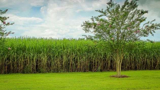 Estudo detalha a mudança no uso da terra pela agricultura brasileira (1990/2014)