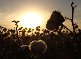 Reportagem do G1 destaca a qualidade do algodão do Sudoeste Paulista