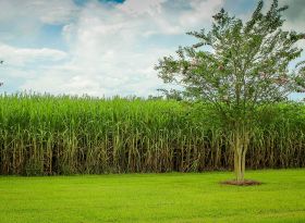 Estudo detalha a mudança no uso da terra pela agricultura brasileira (1990/2014)